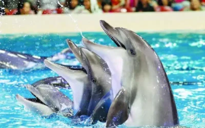 dolphins world in agadir