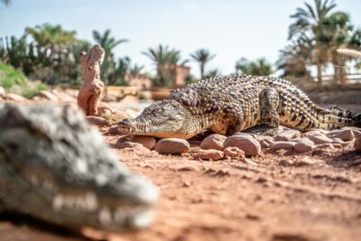 Crocoparc from Agadir