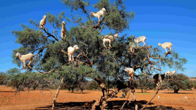 GOATS ON the trees in Agadir